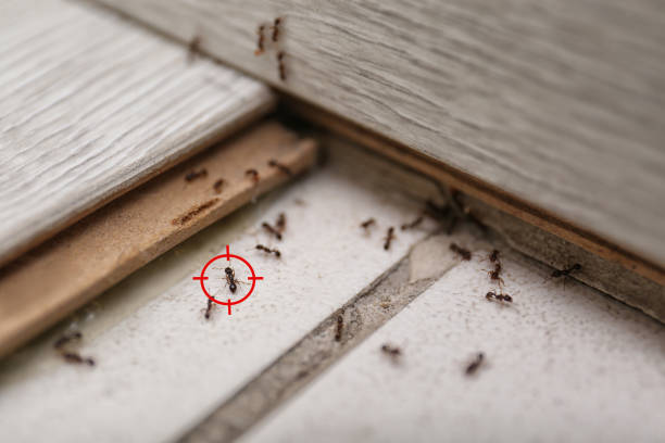 Pest Control for Restaurants in Craig, AK